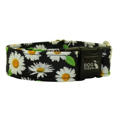 Obojok DAISY